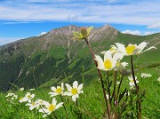 56 Anemonastrum narcissiflorum (Anemone narcissino) in basso, Pulsatilla alpina(Anemone alpino) in alto  con vista in Menna